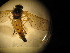  ( - IBOL Kurs2017-LS2)  @12 [ ] CreativeCommons - Attribution Non-Commercial Share-Alike (2017) University of Bergen Natural History Collections