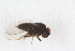  (Phyllomyza equitans - RIKDIP07)  @11 [ ] CreativeCommons - Attribution Non-Commercial Share-Alike (2017) University of Bergen Natural History Collections