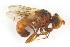  ( - RIKDIP09)  @11 [ ] CreativeCommons - Attribution Non-Commercial Share-Alike (2017) University of Bergen Natural History Collections
