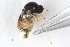  ( - RIKDIP12)  @11 [ ] CreativeCommons - Attribution Non-Commercial Share-Alike (2017) University of Bergen Natural History Collections