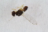  ( - RIKDIP16)  @11 [ ] CreativeCommons - Attribution Non-Commercial Share-Alike (2017) University of Bergen Natural History Collections