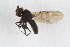  (Scatella lutosa - RIKDIP30)  @12 [ ] CreativeCommons - Attribution Non-Commercial Share-Alike (2017) University of Bergen Natural History Collections