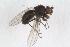  (Scatella tenuicosta - RIKDIP31)  @13 [ ] CreativeCommons - Attribution Non-Commercial Share-Alike (2017) University of Bergen Natural History Collections