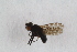  ( - RIKDIP38)  @11 [ ] CreativeCommons - Attribution Non-Commercial Share-Alike (2017) University of Bergen Natural History Collections