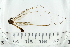  ( - IBOL_RIK_Tip72)  @11 [ ] CreativeCommons - Attribution Non-Commercial Share-Alike (2020) University of Bergen Natural History Collections