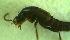  ( - Kurs2015-JM7)  @12 [ ] Copyright (2015) Univers. of Bergen, Natural History Collection Univers. of Bergen, Natural History Collection