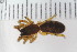  ( - Lygra35)  @11 [ ] CreativeCommons - Attribution Non-Commercial Share-Alike (2016) University of Bergen Natural History Collections