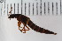  ( - Lygra36)  @12 [ ] CreativeCommons - Attribution Non-Commercial Share-Alike (2016) University of Bergen Natural History Collections