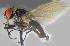  ( - RIKCal106)  @11 [ ] Copyright (2014) Bergen Museum Bergen Museum