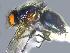  ( - RIKCal75)  @11 [ ] Copyright (2014) Bergen Museum Bergen Museum