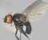  ( - RIKCal89)  @11 [ ] Copyright (2014) Bergen Museum Bergen Museum