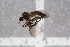  ( - RIKEMP107)  @11 [ ] CreativeCommons - Attribution Non-Commercial Share-Alike (2017) University of Bergen Natural History Collections