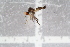  ( - RIKEMP114)  @11 [ ] CreativeCommons - Attribution Non-Commercial Share-Alike (2017) University of Bergen Natural History Collections