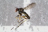  ( - RIKEMP120)  @11 [ ] CreativeCommons - Attribution Non-Commercial Share-Alike (2017) University of Bergen Natural History Collections