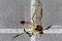  ( - RIKEMP19)  @11 [ ] CreativeCommons - Attribution Non-Commercial Share-Alike (2017) University of Bergen Natural History Collections