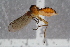 ( - RIKEMP22)  @11 [ ] CreativeCommons - Attribution Non-Commercial Share-Alike (2017) University of Bergen Natural History Collections