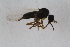  ( - RIKEMP29)  @11 [ ] CreativeCommons - Attribution Non-Commercial Share-Alike (2017) University of Bergen Natural History Collections