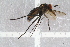  ( - RIKEMP46)  @11 [ ] CreativeCommons - Attribution Non-Commercial Share-Alike (2017) University of Bergen Natural History Collections