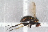  ( - RIKEMP47)  @13 [ ] CreativeCommons - Attribution Non-Commercial Share-Alike (2017) University of Bergen Natural History Collections