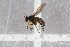  ( - RIKEMP48)  @11 [ ] CreativeCommons - Attribution Non-Commercial Share-Alike (2017) University of Bergen Natural History Collections