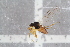  ( - RIKEMP56)  @11 [ ] CreativeCommons - Attribution Non-Commercial Share-Alike (2017) University of Bergen Natural History Collections