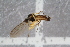  ( - RIKEMP66)  @11 [ ] CreativeCommons - Attribution Non-Commercial Share-Alike (2017) University of Bergen Natural History Collections
