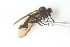  ( - RIKEMP89)  @12 [ ] CreativeCommons - Attribution Non-Commercial Share-Alike (2017) University of Bergen Natural History Collections