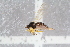  ( - RIKEMP97)  @11 [ ] CreativeCommons - Attribution Non-Commercial Share-Alike (2017) University of Bergen Natural History Collections