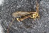  ( - RIKTIP33)  @11 [ ] CreativeCommons - Attribution Non-Commercial Share-Alike (2016) University of Bergen Natural History Collections
