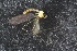  ( - RIKTIP36)  @11 [ ] CreativeCommons - Attribution Non-Commercial Share-Alike (2016) University of Bergen Natural History Collections