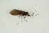  ( - RIKTRI04)  @11 [ ] CreativeCommons - Attribution Non-Commercial Share-Alike (2017) University of Bergen Natural History Collections