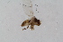  (Liriomyza europaea - RiKDip114)  @11 [ ] Copyright (2014) Bergen Museum Bergen Museum