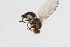  (Liriomyza virgo - RiKDip118)  @11 [ ] Copyright (2014) Bergen Museum Bergen Museum