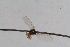  (Phytomyza styriaca - RiKDip127)  @11 [ ] Copyright (2014) Bergen Museum Bergen Museum
