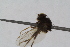  (Agromyza albitarsis - RiKDip137)  @11 [ ] Copyright (2014) Bergen Museum Bergen Museum