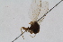  (Agromyza polygoni - RiKDip139)  @11 [ ] Copyright (2014) Bergen Museum Bergen Museum