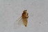  (Pseudopachychaeta oscinina - RiKDip144)  @12 [ ] Copyright (2014) Bergen Museum Bergen Museum