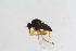  (Platypalpus brevicornis - RikEmp216)  @13 [ ] Copyright (2014) Bergen Museum Bergen Museum