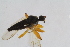  (Platypalpus pseudofulvipes - RikEmp226)  @11 [ ] Copyright (2014) Bergen Museum Bergen Museum