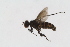  (Campsicnemus paradoxus - RikEmp252)  @11 [ ] Copyright (2014) Bergen Museum Bergen Museum