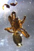  ( - ZFMK-TIS-33100)  @11 [ ] CreativeCommons - Attribution Non-Commercial Share-Alike (2017) Zoological Research Museum Alexander Koenig, Bonn Zoological Research Museum Alexander Koenig, Bonn