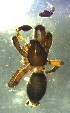  ( - ZFMK-TIS-33100)  @11 [ ] CreativeCommons - Attribution Non-Commercial Share-Alike (2017) Zoological Research Museum Alexander Koenig, Bonn Zoological Research Museum Alexander Koenig, Bonn