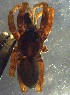  ( - ZFMK-TIS-33102)  @11 [ ] CreativeCommons - Attribution Non-Commercial Share-Alike (2017) Zoological Research Museum Alexander Koenig, Bonn Zoological Research Museum Alexander Koenig, Bonn