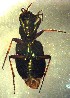  ( - ZFMK-TIS-33105)  @12 [ ] CreativeCommons - Attribution Non-Commercial Share-Alike (2017) Zoological Research Museum Alexander Koenig, Bonn Zoological Research Museum Alexander Koenig, Bonn