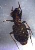  ( - ZFMK-TIS-33105)  @12 [ ] CreativeCommons - Attribution Non-Commercial Share-Alike (2017) Zoological Research Museum Alexander Koenig, Bonn Zoological Research Museum Alexander Koenig, Bonn