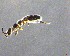  ( - ZFMK-TIS-33152)  @11 [ ] CreativeCommons - Attribution Non-Commercial Share-Alike (2017) Zoological Research Museum Alexander Koenig, Bonn Zoological Research Museum Alexander Koenig, Bonn