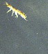  ( - ZFMK-TIS-33154)  @11 [ ] CreativeCommons - Attribution Non-Commercial Share-Alike (2017) Zoological Research Museum Alexander Koenig, Bonn Zoological Research Museum Alexander Koenig, Bonn