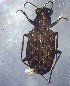  ( - ZFMK-TIS-33188)  @12 [ ] CreativeCommons - Attribution Non-Commercial Share-Alike (2017) Zoological Research Museum Alexander Koenig, Bonn Zoological Research Museum Alexander Koenig, Bonn