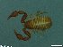  ( - ZMBN-ENT-C-19210)  @11 [ ] copyright (2018) Univers. of Bergen, Natural History Collection Univers. of Bergen, Natural History Collection
