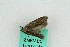  ( - ZMBN BC Lep 00141)  @12 [ ] CreativeCommons - Attribution Non-Commercial Share-Alike (2016) University of Bergen Natural History Collections